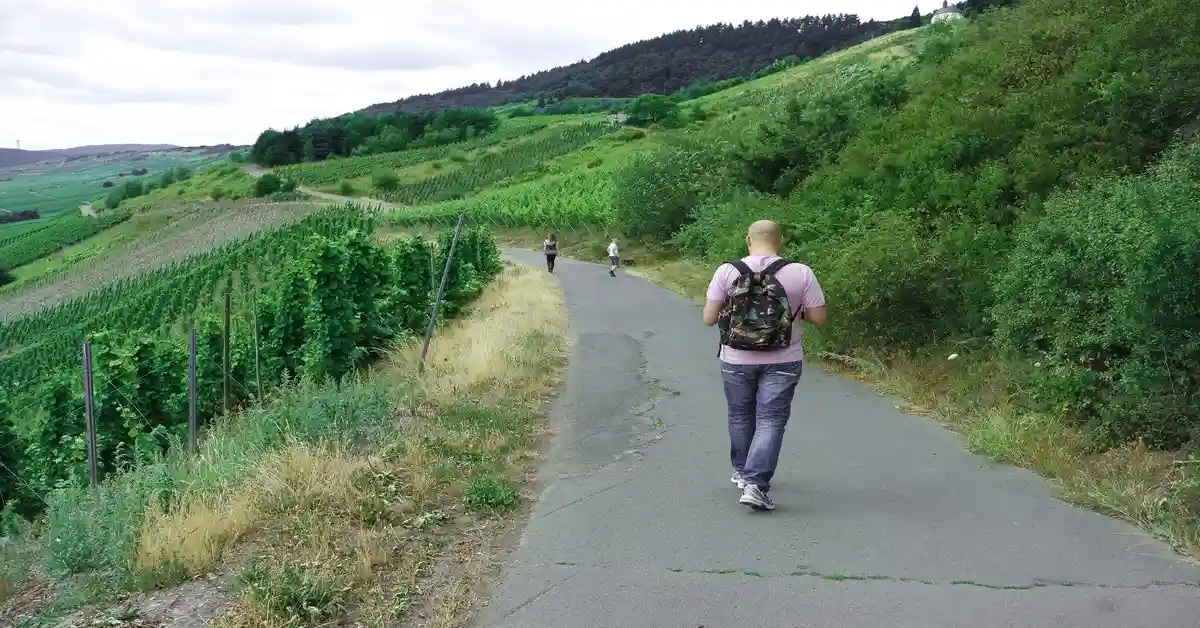 Beste Weinwanderwege Pfalz